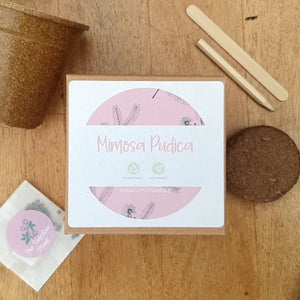 The Sensitive Plant - Mimosa Pudica Plastic Free Seed Kit