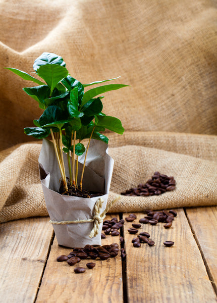 Grow your own Coffee- Coffea arabica' Seed Kit Plastic Free