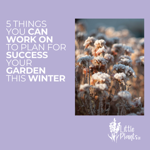 5 Things you can work on to plan for success in your garden this winter