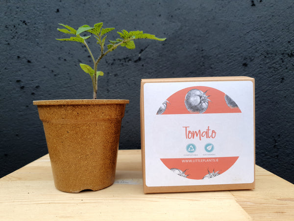 Grow your own Tomato - 'Gardeners Delight' Plastic Free Seed Kit