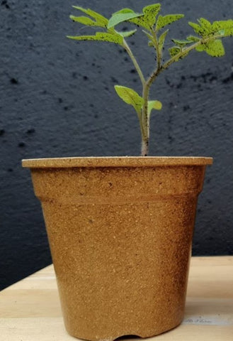 Biodegradable Rice Husk Plant Pot 9cm pack of 5