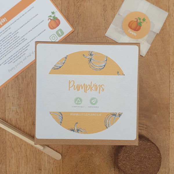 Pumpkin - Baby Bear seed kit Plastic Free