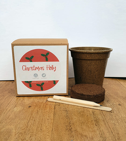 Christmas Holly Seed Kit - Plastic Free
