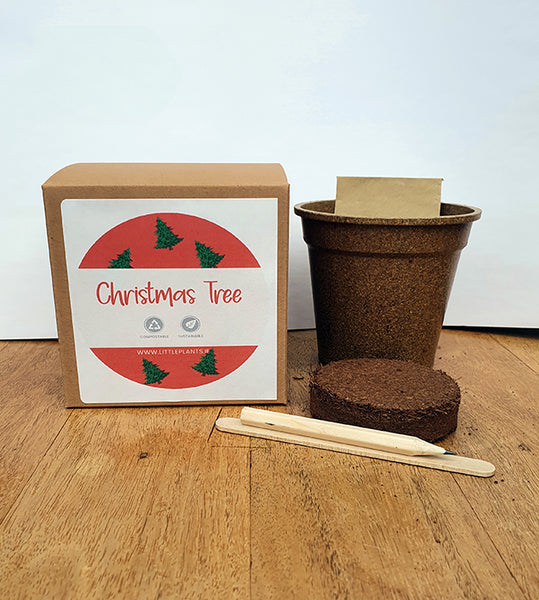 Christmas Tree Seed Kit - Plastic Free