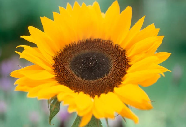 Sunflower - Helianthus 'Sunrich Orange' Seeds Plastic Free