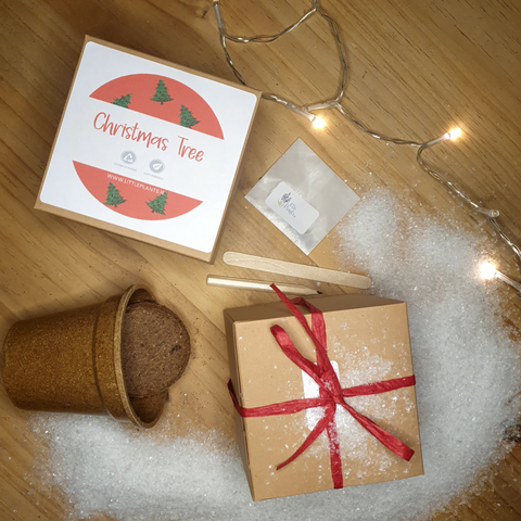 Christmas Tree Seed Kit - Plastic Free