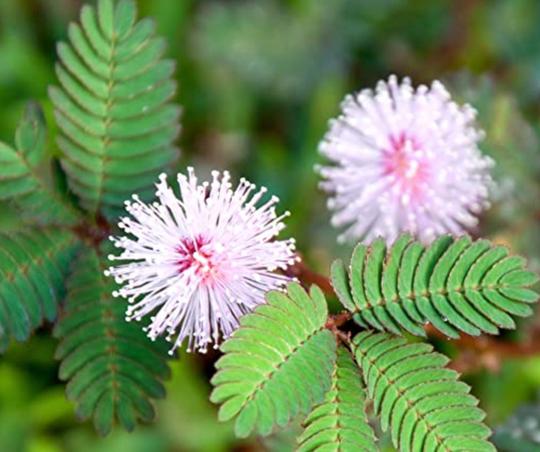 The Sensitive Plant - Mimosa Pudica Seeds