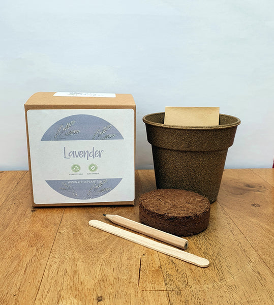Lavender - Lavandula Angustifolia seed kit Plastic Free