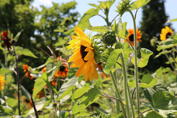 Grow your own Sunflower - Helianthus 'Sunrich Orange' Plastic Free Seed Kit